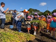 稲刈り・さつま芋掘り🌾🍠